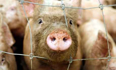 Pig face through wire