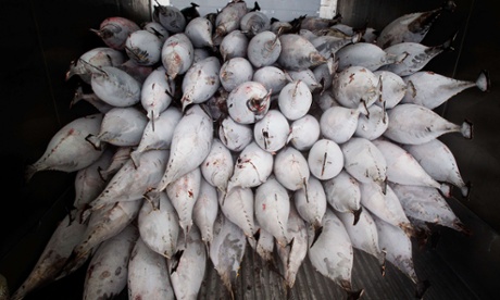 yellowfin tuna stacked up in shipping container 