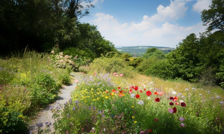 Wild meadow with flowers in Buckland Monachorum, Devon.