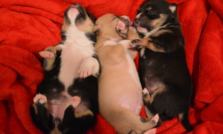 These two-week-old puppies abandoned in dumpster