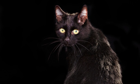 Back view of black cat sitting 