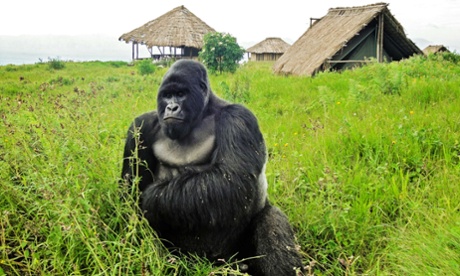 Save Virunga