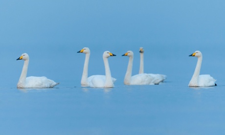 Whooper swans, swimming with their heads held high.