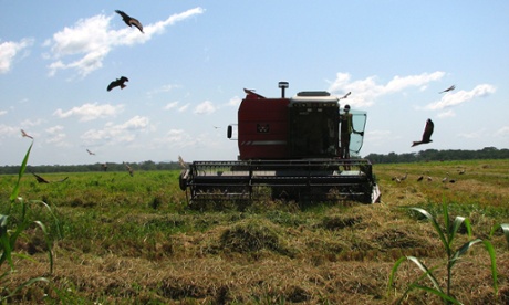 Harvesting rice at Saudi Star’s farm investment in Gambella. The company says it is trying to ensure that local communities benefit from the operation.