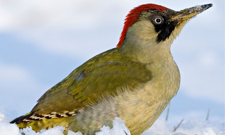 Green Woodpecker foraging on the ground with snow.