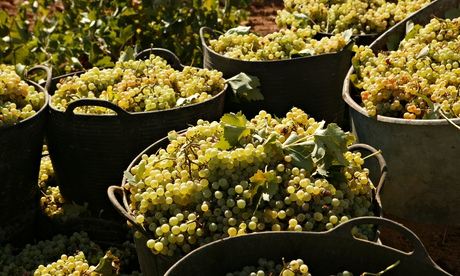 Martínez de Toda is helped by grape farmers who let him know when they find unusual grapes.