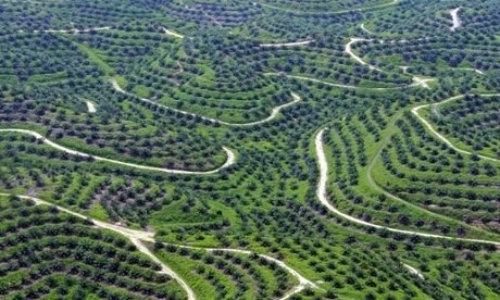 Palm oil plantations in Riau province, Indonesia.