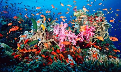 Tropical coral reef