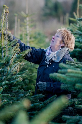 Woman chooses a christmas tree in south wales