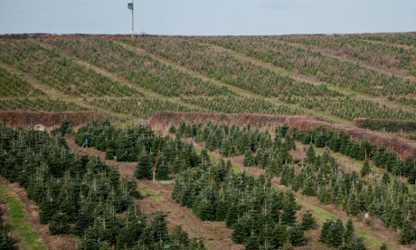 christmas tree plantation in south wales