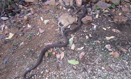 Snake eats wallaby Northern Territory