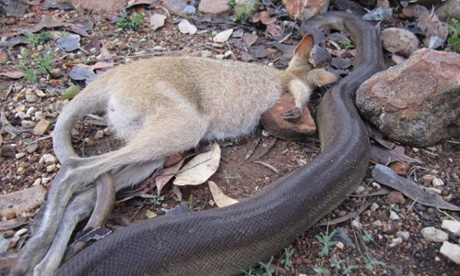 Snake eats wallaby Northern Territory