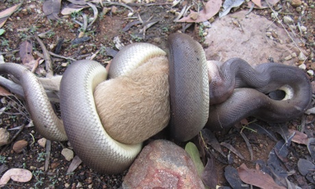 Snake eats wallaby Northern Territory