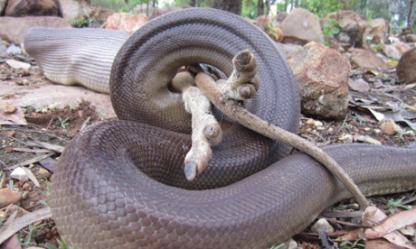 Snake eats wallaby Northern Territory