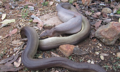 Snake eats wallaby Northern Territory