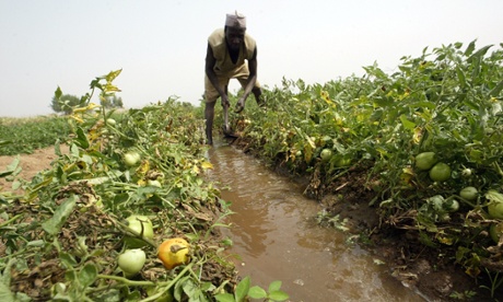 Casava farm in Buruku, in Kaduna state, Nigeria
