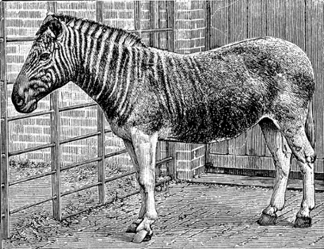 Engraving of a photograph of a quagga mare