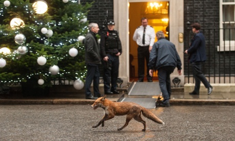 A fox outside Number 10, photographed the week before Christmas