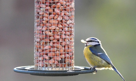 A blue tit on a bird feeder