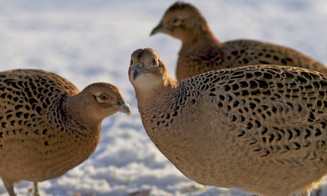 'Three Pheasants: Every winter the local pheasants decent on our bird feeders in our garden. Hence an opportunity to snap some local wild life'