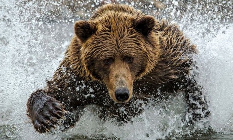 Coastal brown bear (Smithsonian Photo Contest 2014)