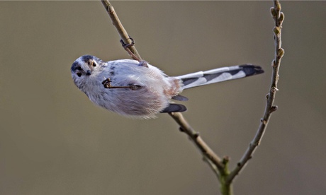 long-tailed tit 