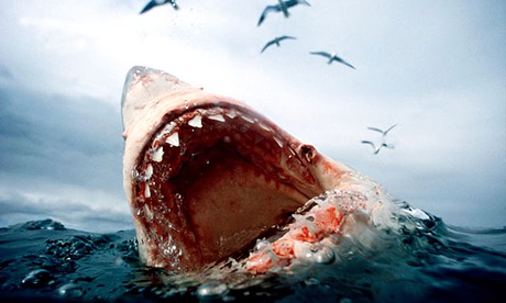 A great white shark – now an endangered species.