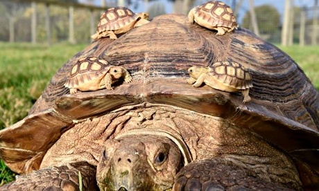 Youth and age ... baby tortoises at Lake District Wild Life Park