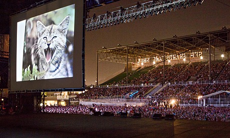Internet Cat Video festival at Walker Arts Center in Minneapolis has been running for three years
