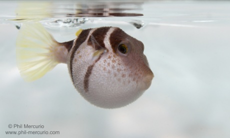 Black-saddled pufferfish (Canthigaster valentini) inflated.