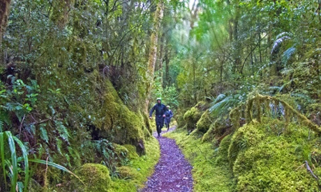 The verdant trails of the Milford Track, New Zealand