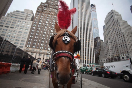 New York horse carriage.