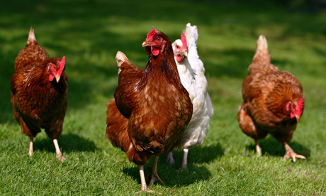 Damian Barr's chickens love to watch him peck at his keyboard.