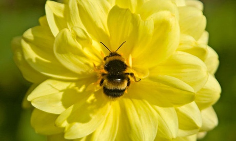 Bumble bee
