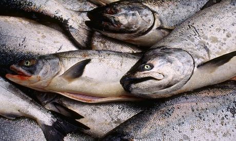 Fresh Caught King and Chum Salmon