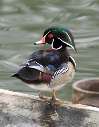 Male wood duck, Aix sponsa, in breeding plumage.