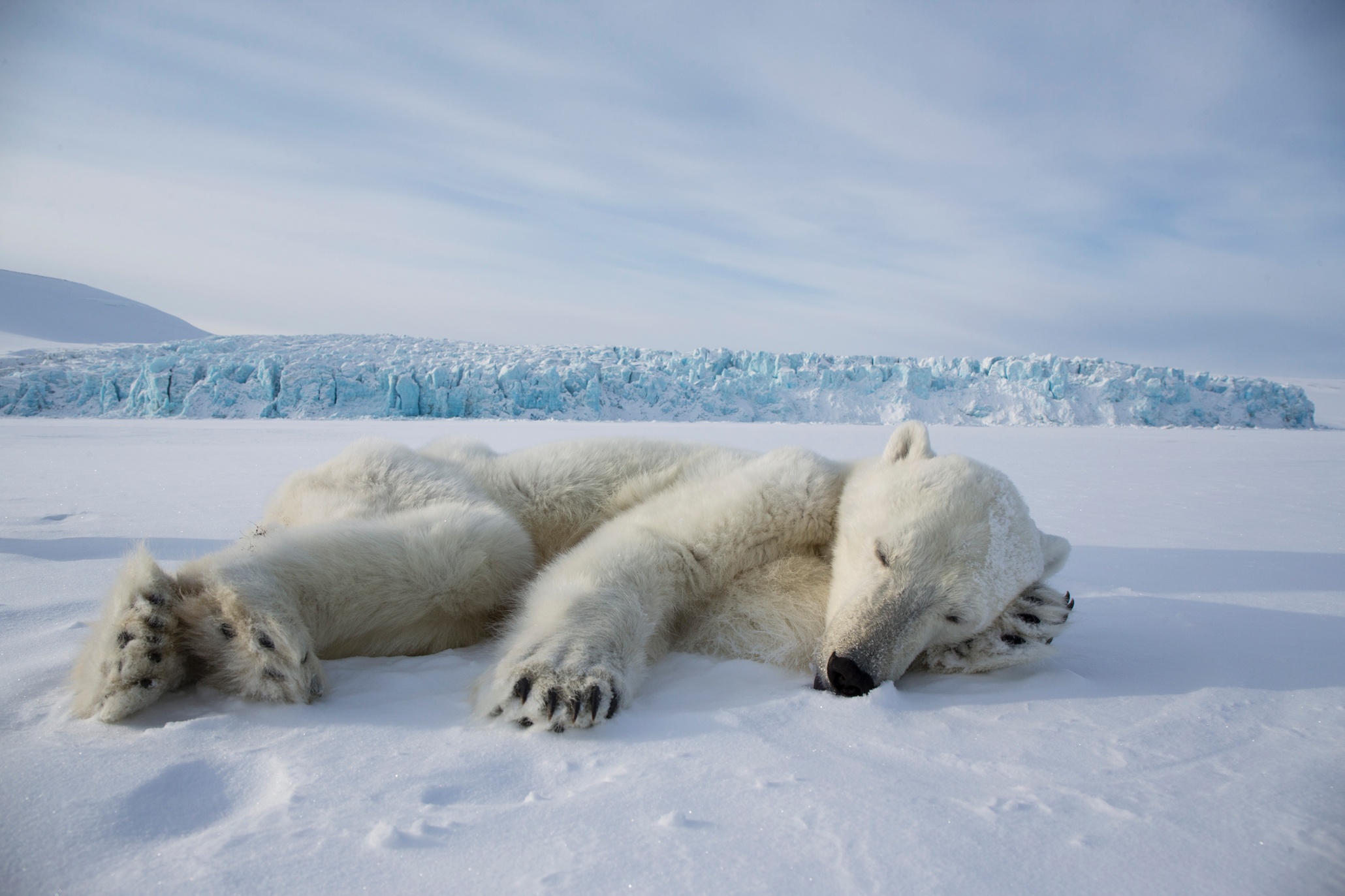 Svalbard's polar bears and the effects of climate change in pictures