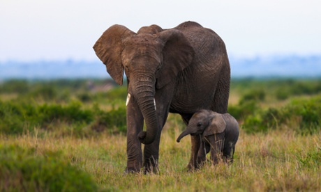 Poaching remains a huge threat to the African elephant population.