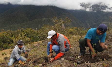 Workers plant seedlings for reforestation at Huayquecha Biological Station near Paucartambo, Cusco December 5, 2014. The seedlings will mature into trees, as part of environmentally-friendly reforestation programmes promoted by the Amazon Conservation Association (Asociacion para la Conservacion de la Cuenca Amazonica, ACCA).