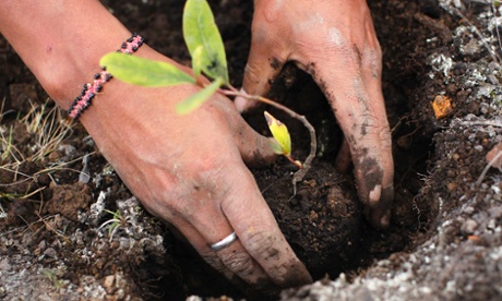A worker plants seedlings for reforestation at Huayquecha Biological Station near Paucartambo, Cusco December 5, 2014. Locals farming in areas of the Peruvian rainforest commonly burn fields to improve soil quality, which create carbon dioxide emissions that may harm the environment.