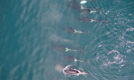 Wayne Perryman's drone photograph of a school of killer whales