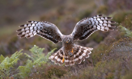 A hen harrier (Circus cyaneus), landing with prey.