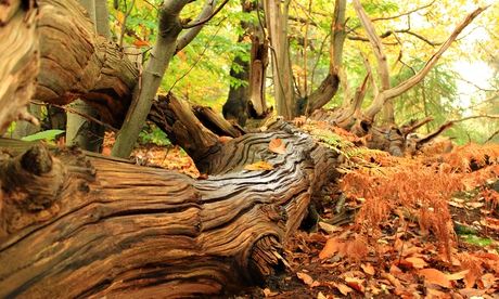 A fallen tree in the woods with leaves around  and shiny bark