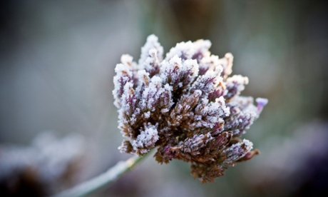 Frost on Verbena bonariensis clusters