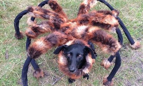 This giant mutant spider dog was a big hit on YouTube in 2014.