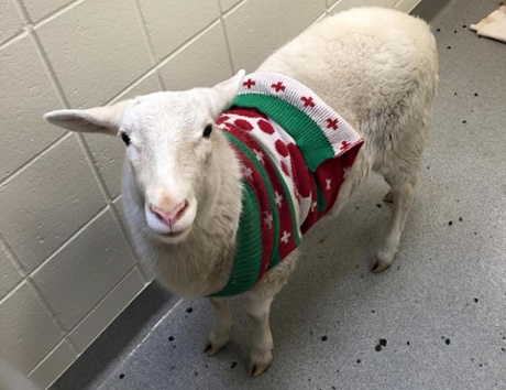christmas sheep