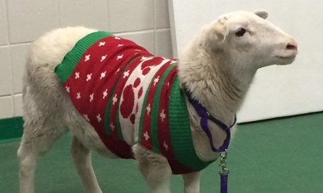 christmas sheep