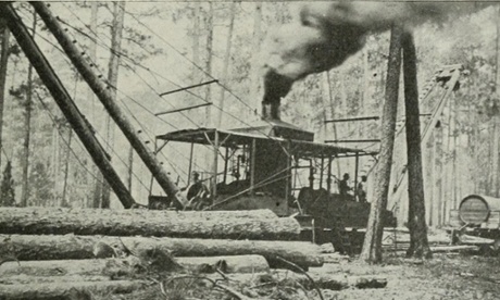 logging longleaf