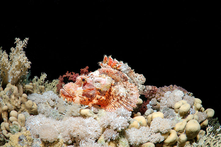 Tassled scorpionfish