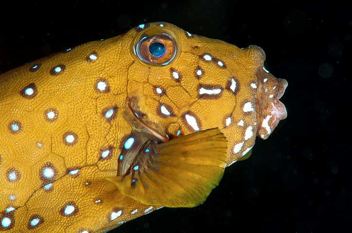 Yellow boxfish